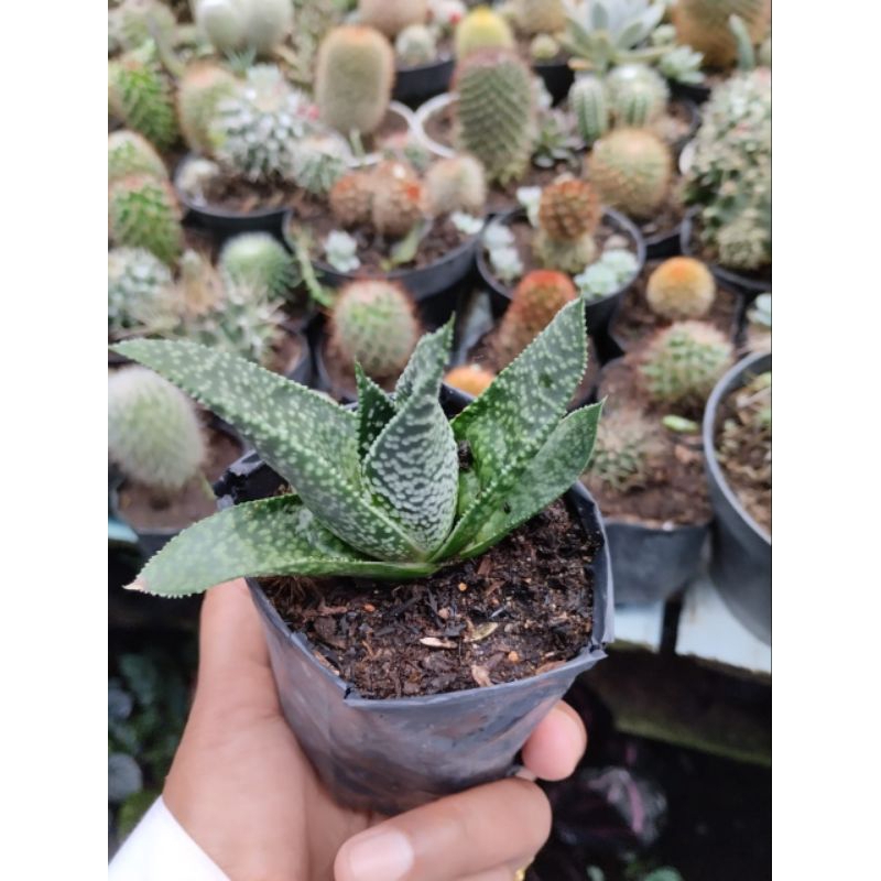Gasteria