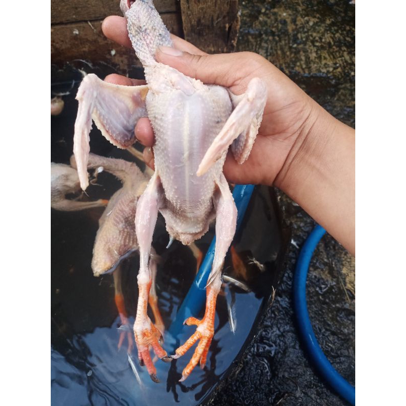 

Daging Burung Dara 1 pcs Fresh.