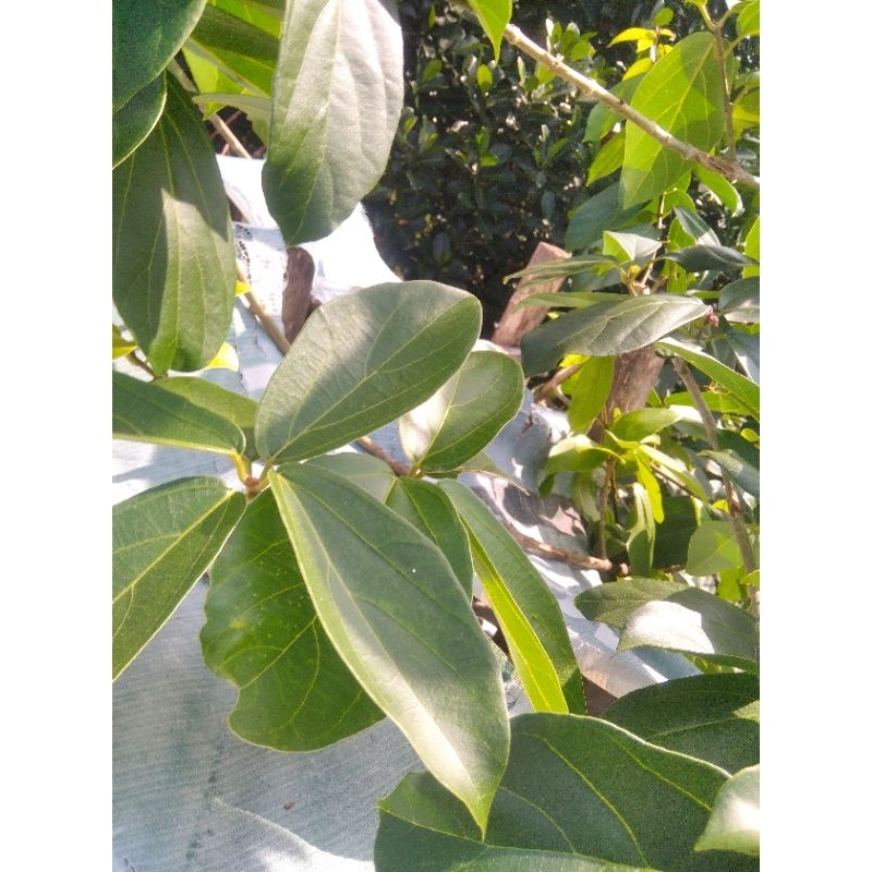 

Daun Cincau Segar