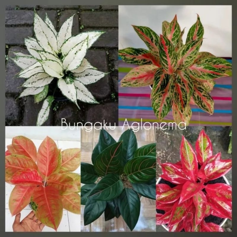 Bunga Aglonema Paket 5 jenis sesuai gambar