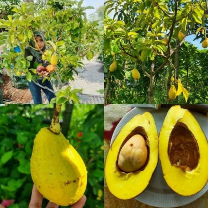 Bibit Alpukat Yellow Vietnam