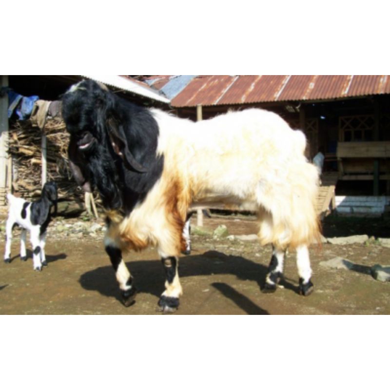ANAKAN KAMBING PE