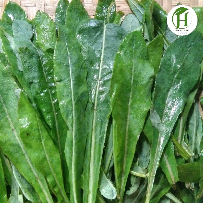

Daun Tempuyung segar 1 Kg