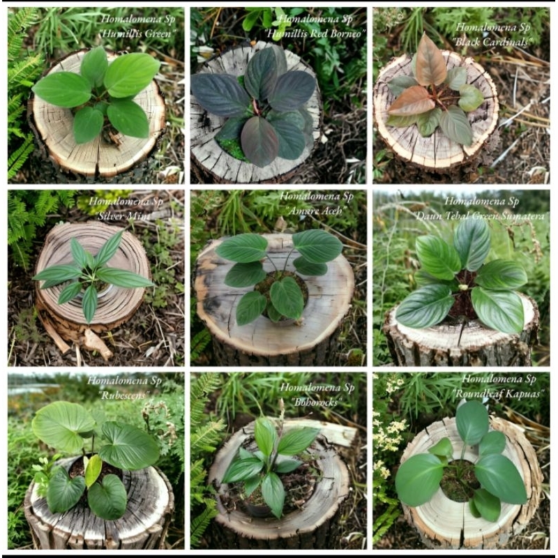 Paket Tanaman Homalomena Variant Jenis 2 - Tanaman Hias Paludarium