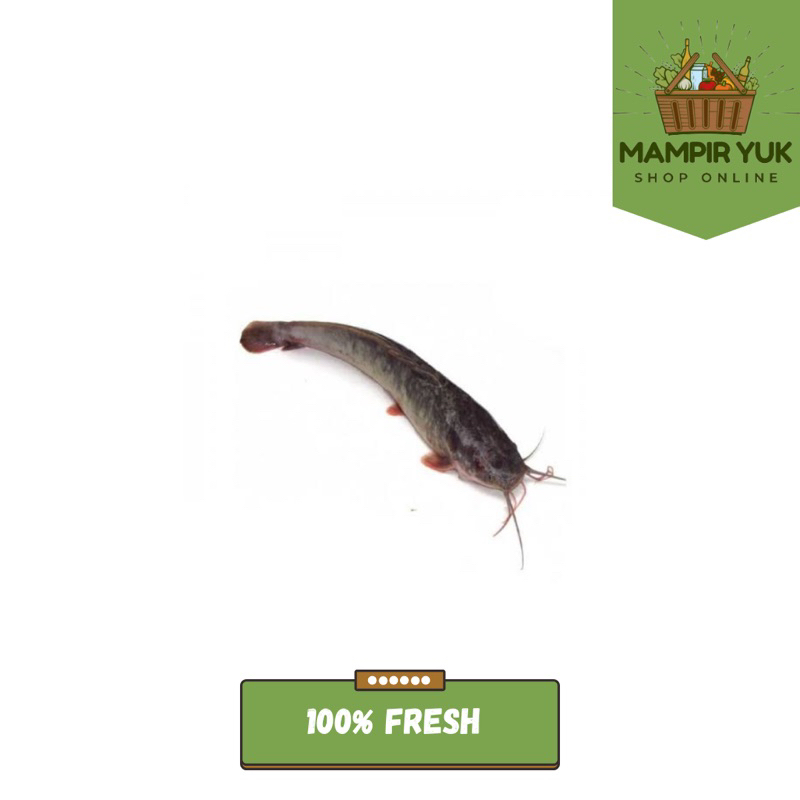 

Ikan lele 500gr-1kg | mampiryuk