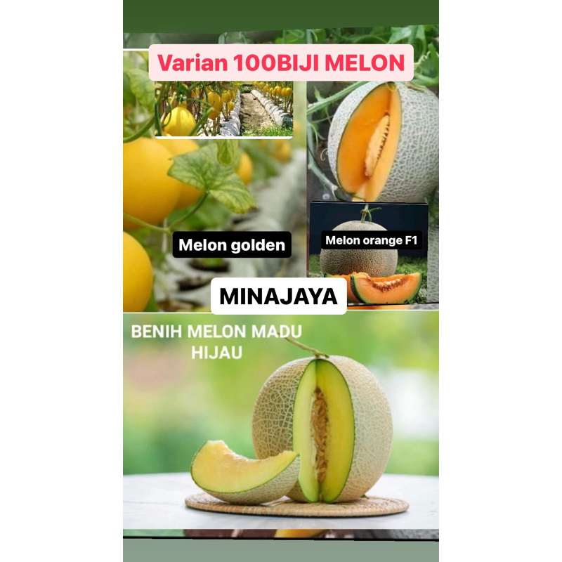 BENIH MELON 100 BIJI MELON GOLDEN,MELON BENIH JAMINAN TUMBUH