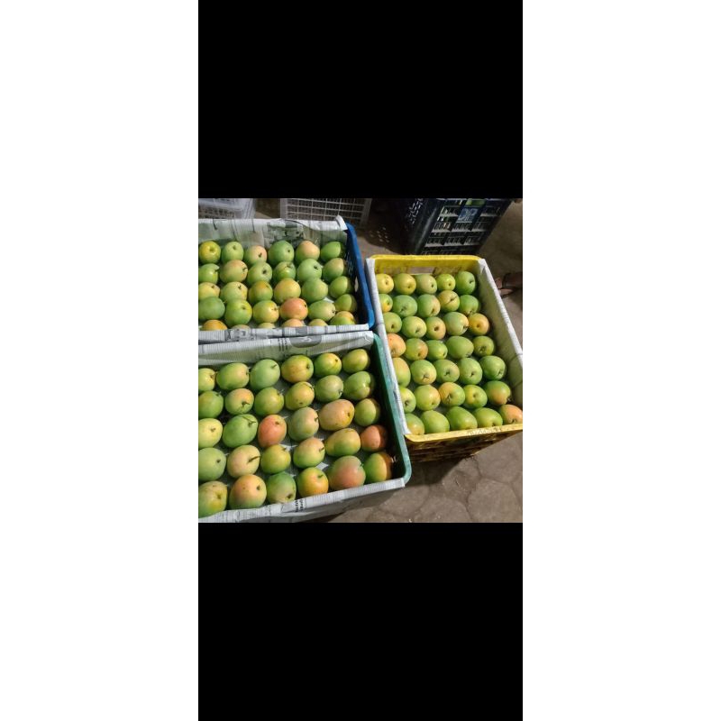 

Pre-Order Mangga Madu Sumedang