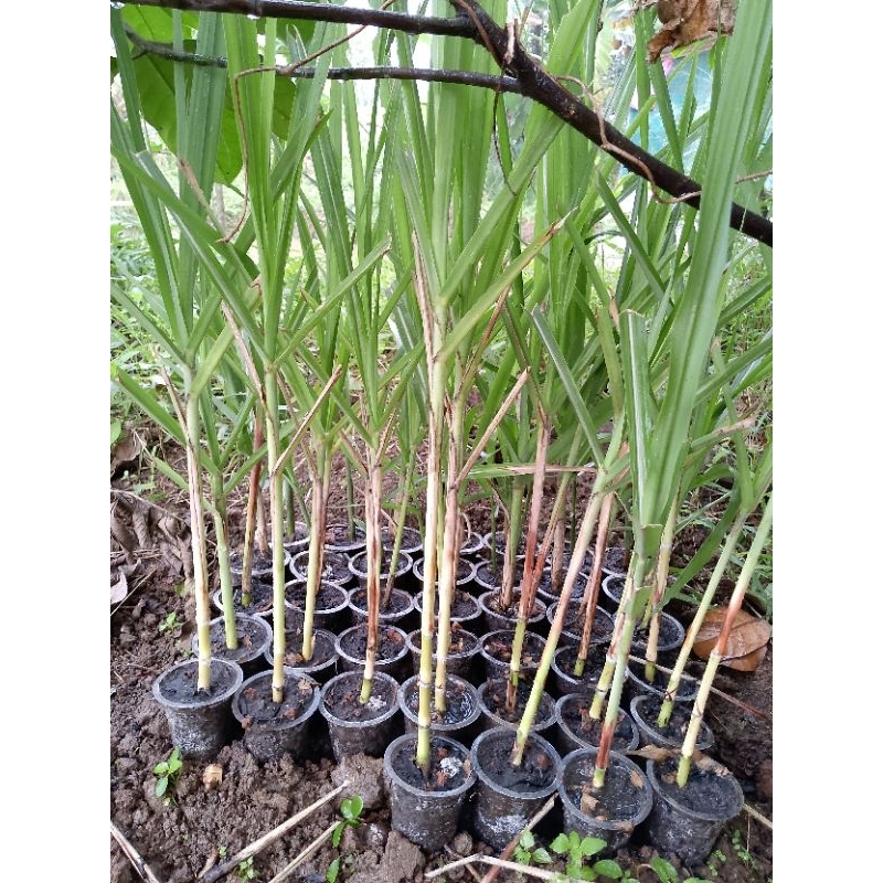 2 bibit pohon tebu telur sudah tumbuh akar