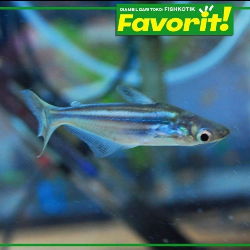 Patin Hitam Ikan Hias Kolam Hiasan Aquarium Tanaman Air Aquascape