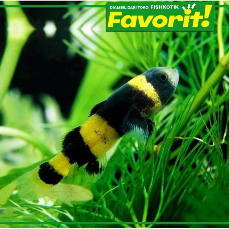 Anakan Mini Goby Bumblebee Ikan Hias Aquascape HIasan Aquarium Micro Tank