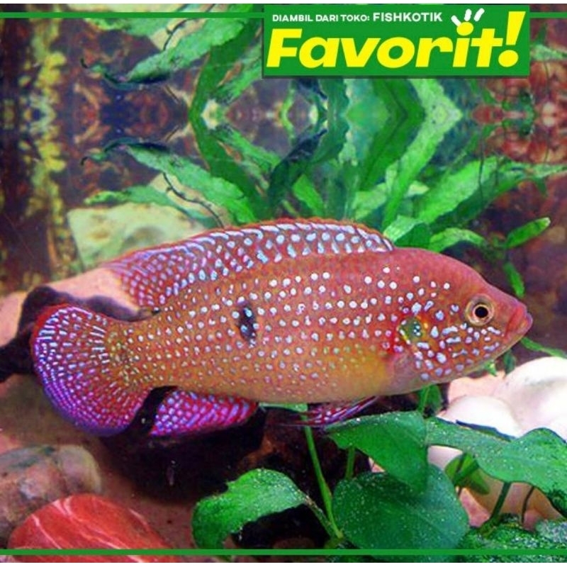 Red Jewel Cichlid Ikan Hias Aquascape Hiasan Aquarium Tanaman air