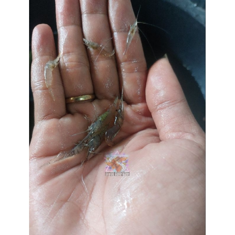 UDANG RAWA HIDUP - UDANG KACA - UDANG AIR TAWAR - PAKAN PREDATOR - EMPAN MANCING
