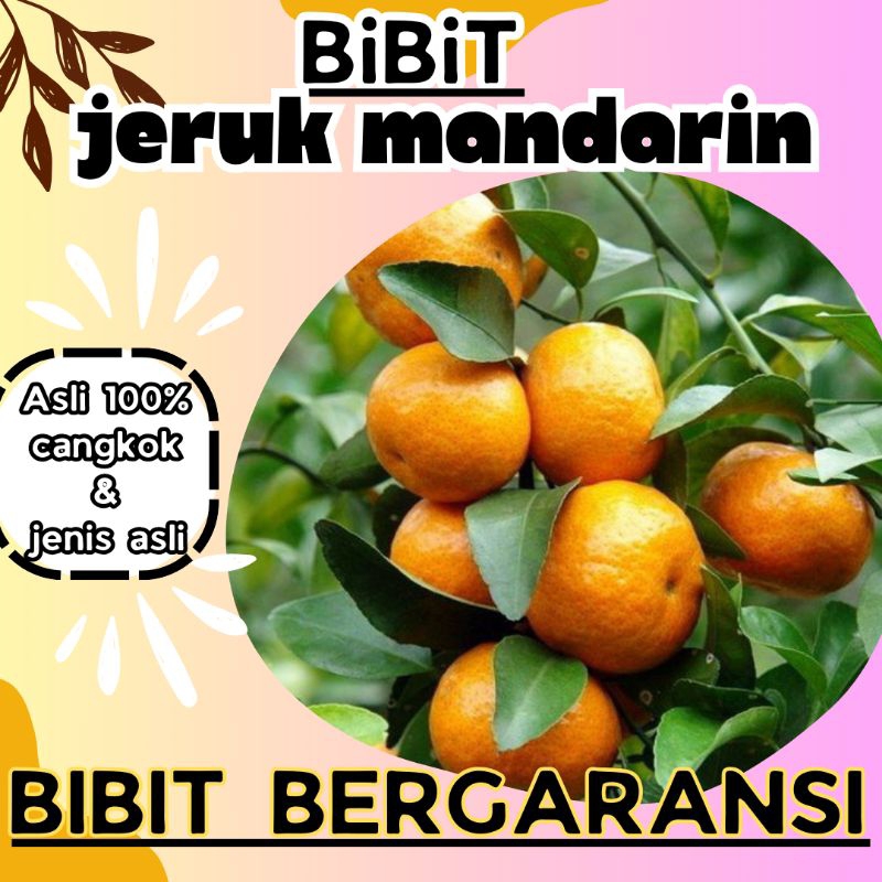 BIBIT JERUK MANDARIN