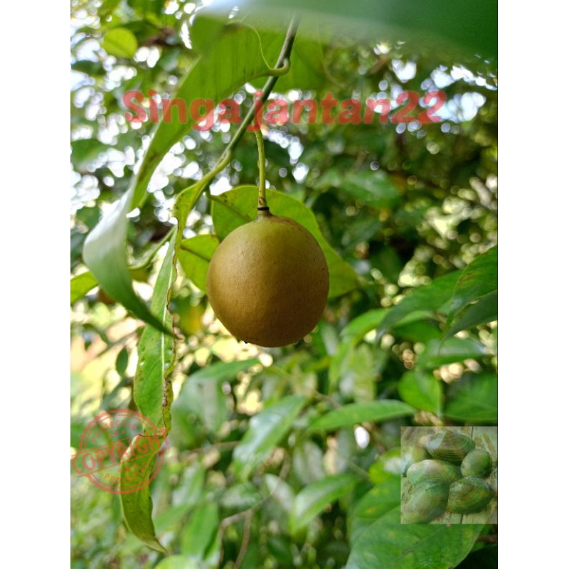 

Buah Pala muda 1 kg baru petik promo