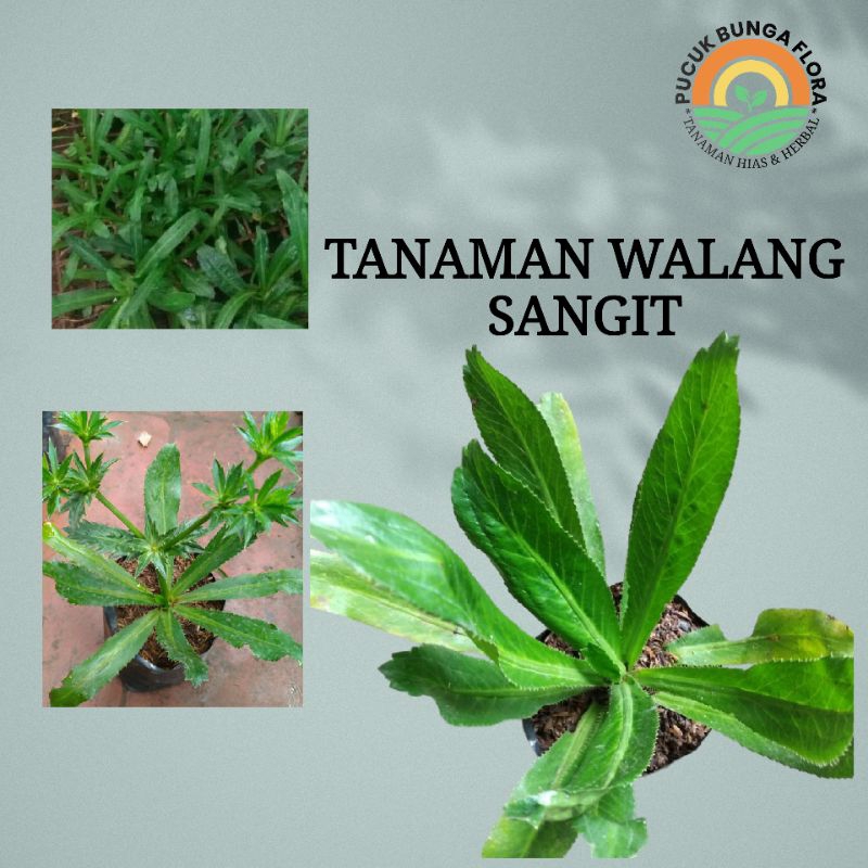 Tanaman walang sangit tanaman herbal walang sangit asli