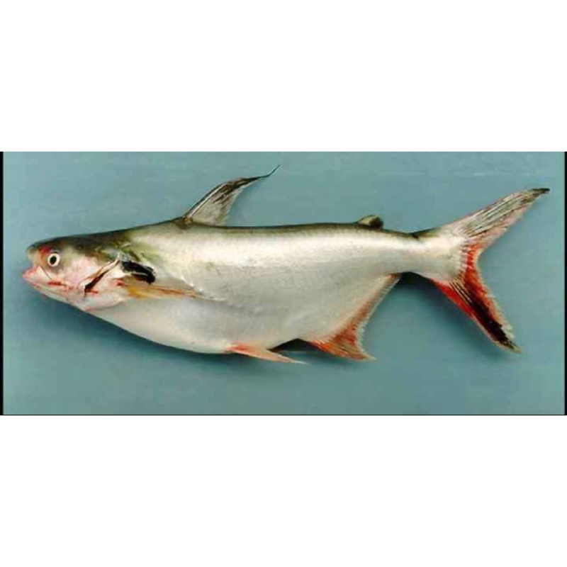 

IKAN PATIN