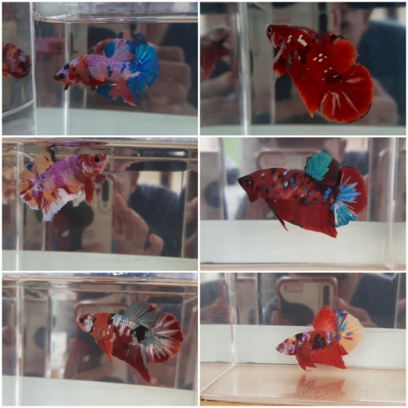 

Ikan cupang koi multi candy termurah