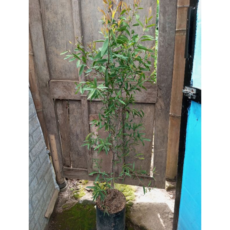 Tanaman minyak kayu putih - bibit kayu putih - tanaman herbal kayu putih