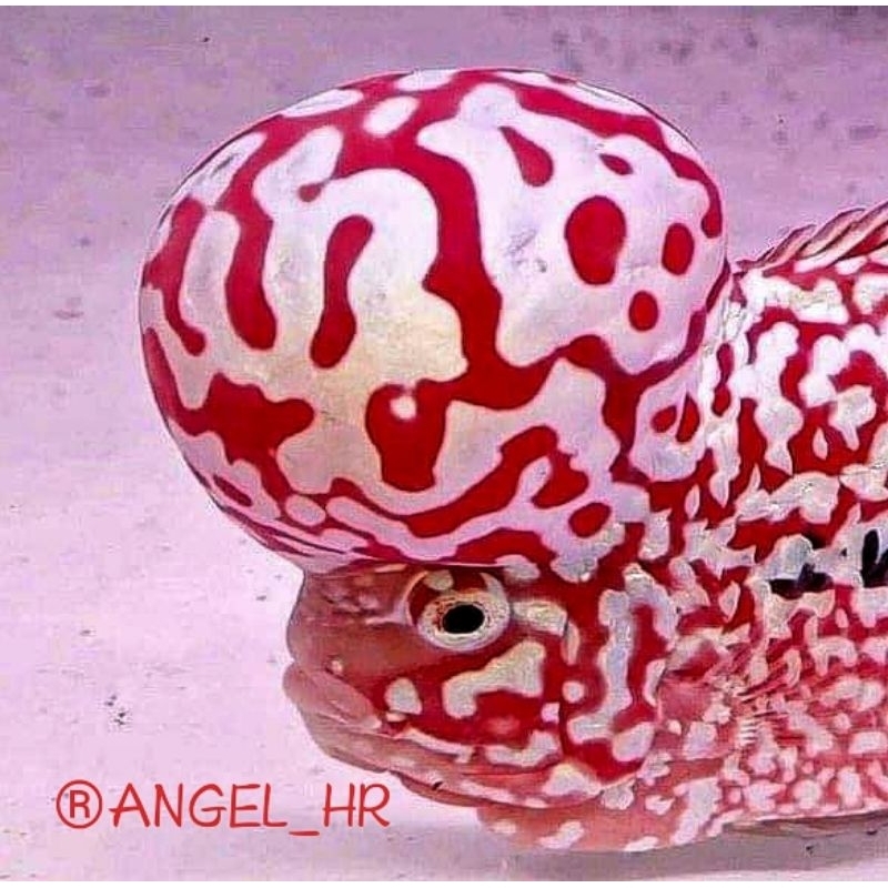 HR-Burayak king kamfa f2 red by mongkol thailand