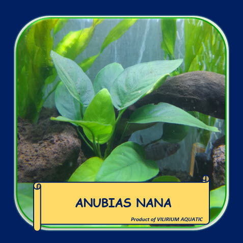 TANAMAN AQUASCAPE - ANUBIAS NANA SIZE L
