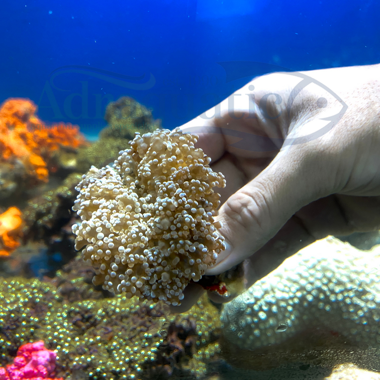 (INSTANT BANDUNG) BABUT SEMBUR HIASAN TERUMBU KARANG CORAL TANAMAN AIR LAUT