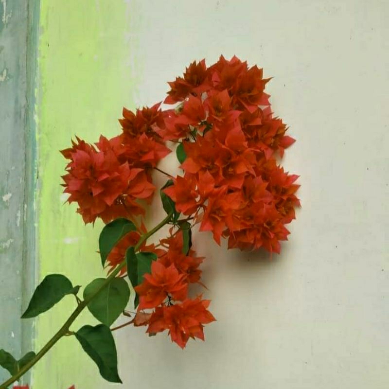 Bunga Hias Bougenville Hawaii Merah Bunga Kertas