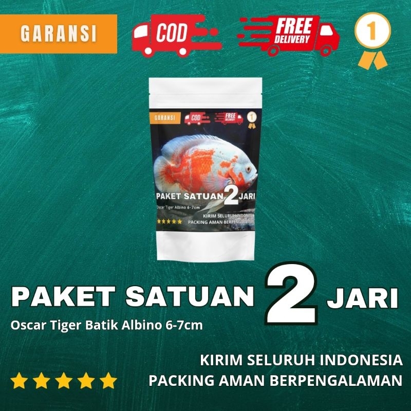 

Ikan Kering Oscar Tiger Batik Albino 6-7cm Murah