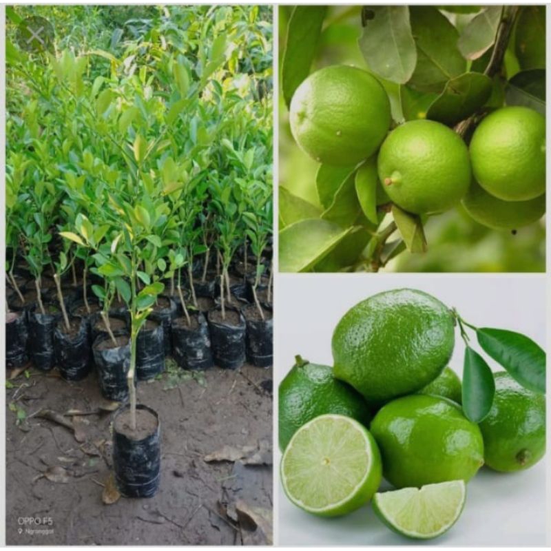 Jeruk Nipis bibit pohon jeruk nipis