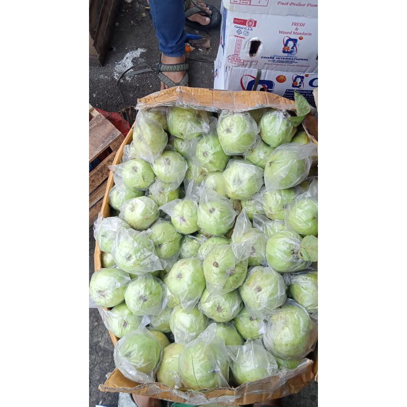 

jambu kristal merk Cmlt 1/0,5