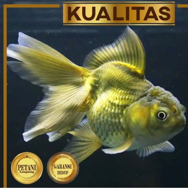 Koki Black Oranda Hitam Ikan Hias Aquascape Hiasan Aquarium Tanaman Air
