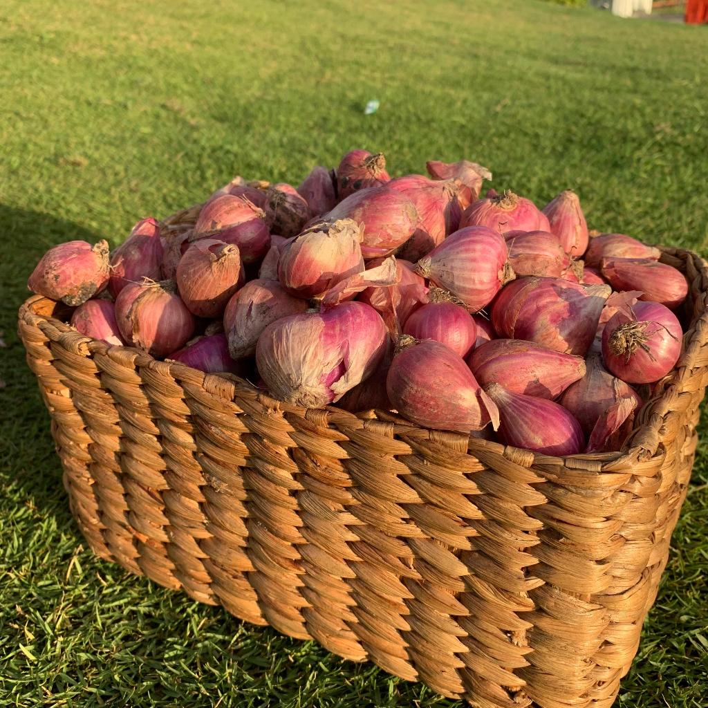 

Bawang Merah BESAR Super Kering Grade A