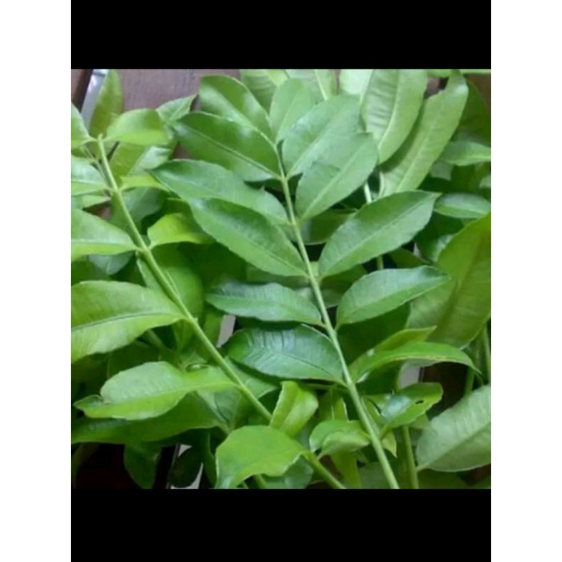 

100gr Daun Kedondong Segar