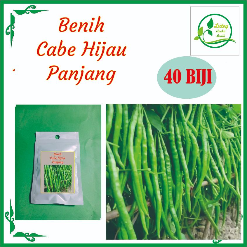 BENIH CABE HIJAU PANJANG ISI 40 BIJI