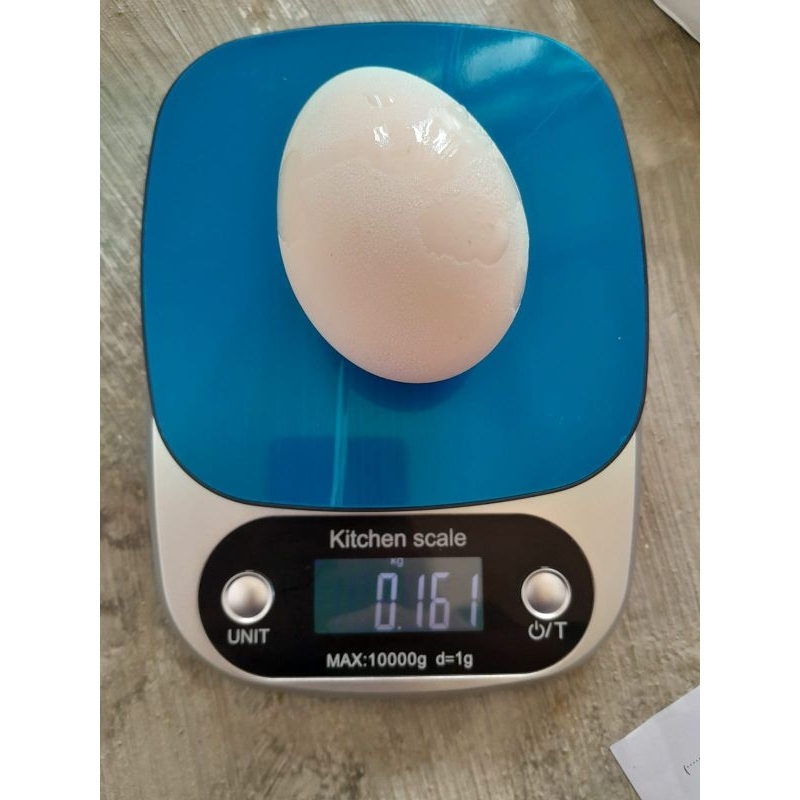 

TELUR ANGSA SOANG FRESH (FERTIL)UNTUK KONSUMSI DAN DI TETASKAN