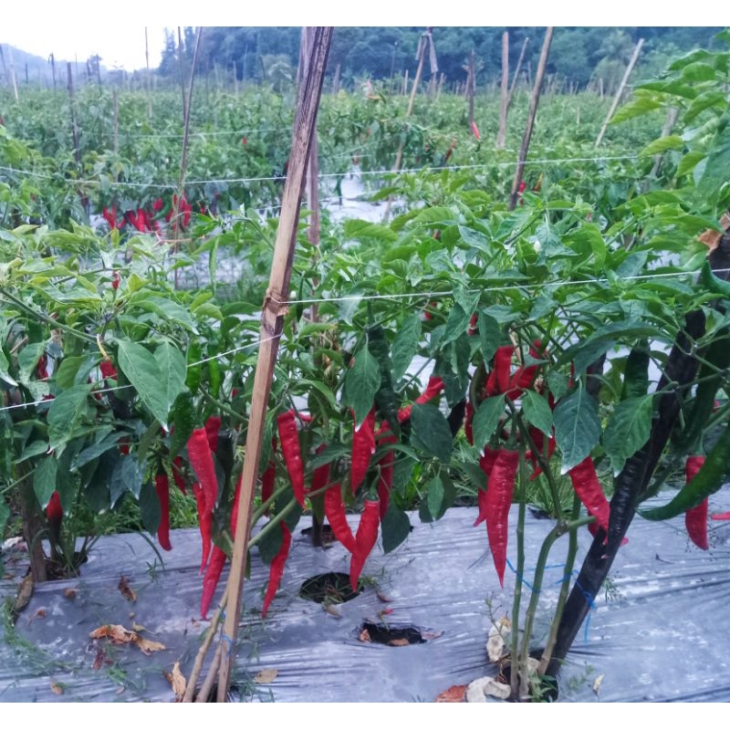 

Bibit cabai merah tanjung 50 biji