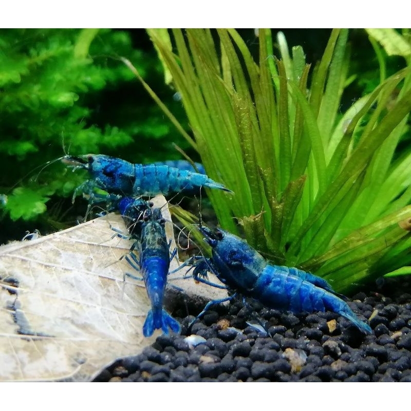 

udang hias blue diamond aquascape. udang hias aquascape