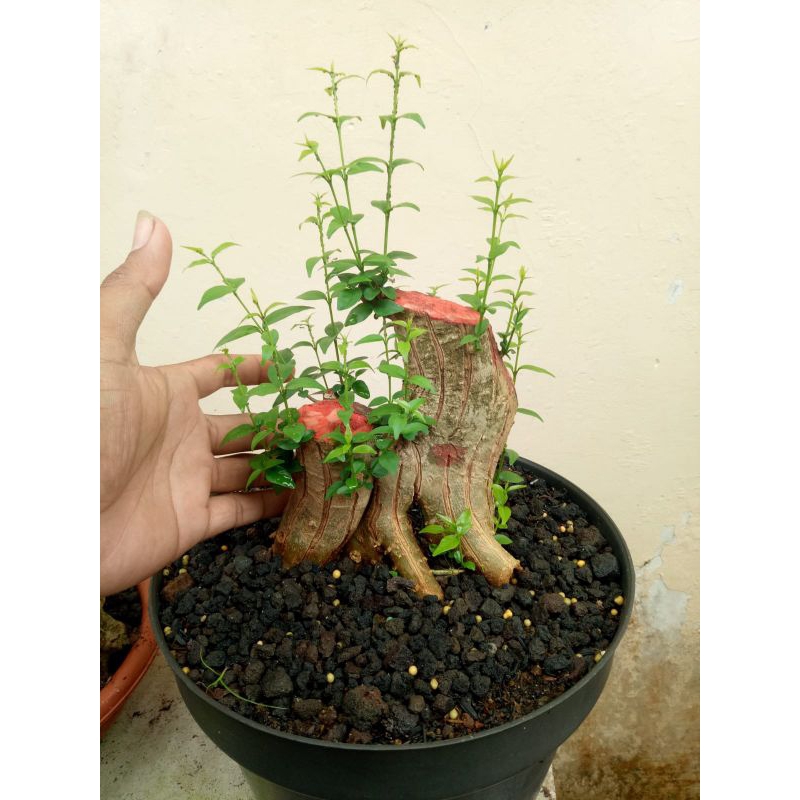 bonsai anting putri bogel rawatan subur