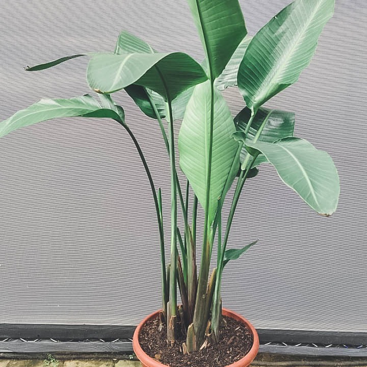 Tanaman hias bunga hias tanaman BIRD OF PARADISE REGINA DEWASA