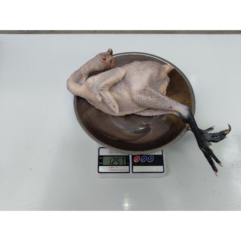

Ayam Kampung (Induk Ayam)