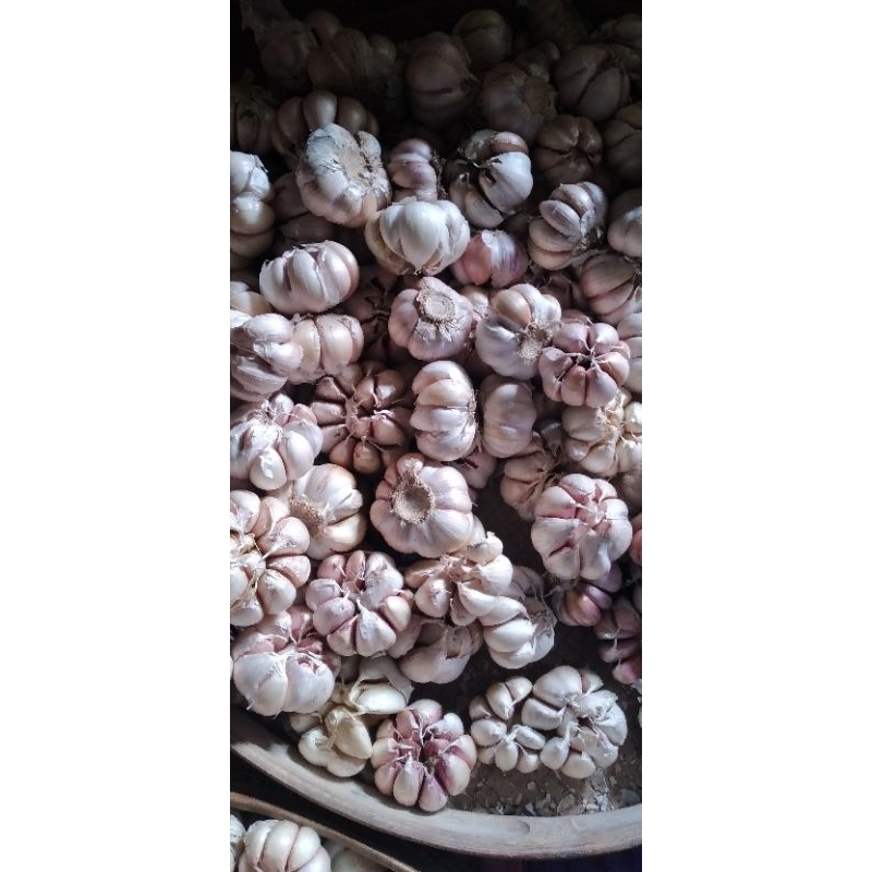 

Bawang Putih Sinco 1 KG