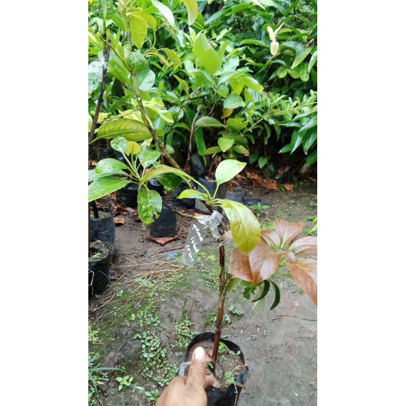 bibit alpukat 2dimensi 1pohon 2jenis