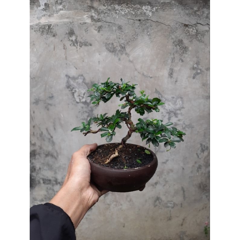 Bonsai Hokiantea Bunga