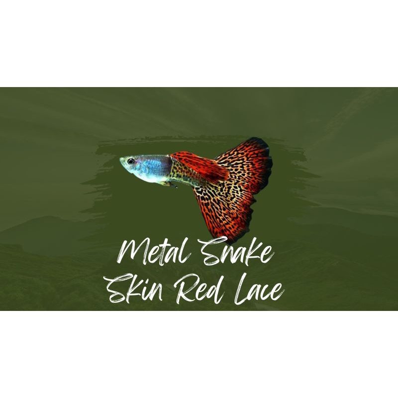 

packing styrofoam metal snake skin red lace