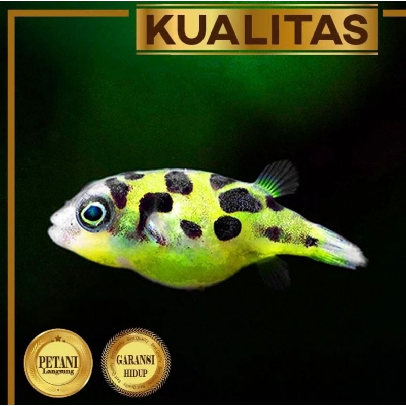 Mini Puffer Fish Ikan Hias Aquascape Hiasan Aquarium Tanaman Air Tawar