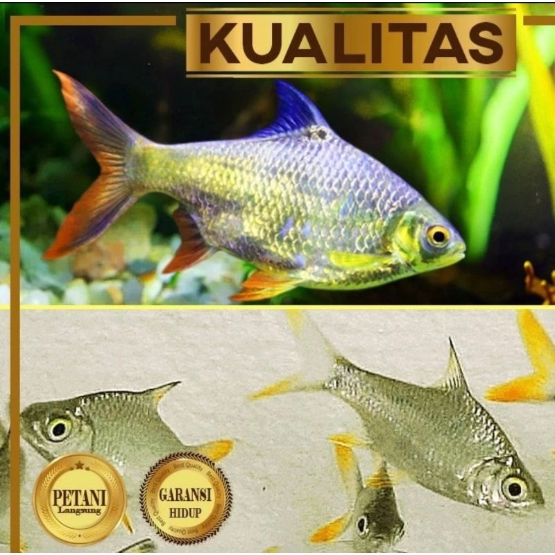 Paket Koloni (isi 10) Kaviat Silver Ikan Hias Aquascape Hiasan Aquarium Tanaman Air Tawar