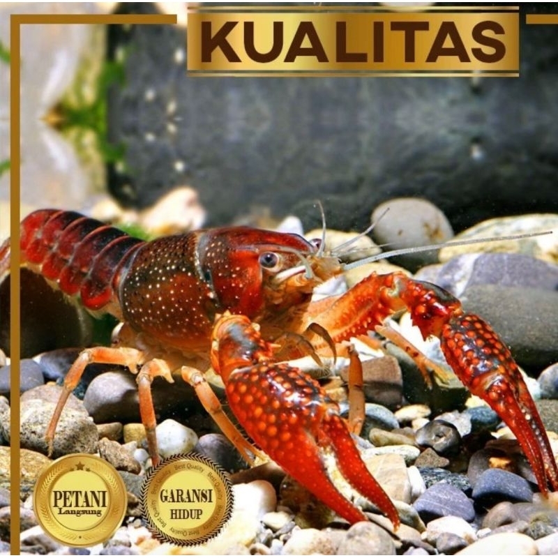 Paket Koloni (isi 10) Lobster Maroon Amerika Hiasan Aquarium Ikan Hias Tanaman Aquascape