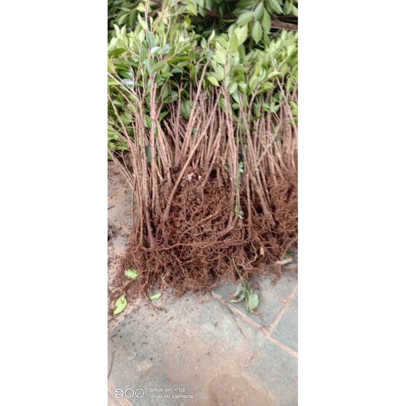 bibit kimeng stek paket isi 5