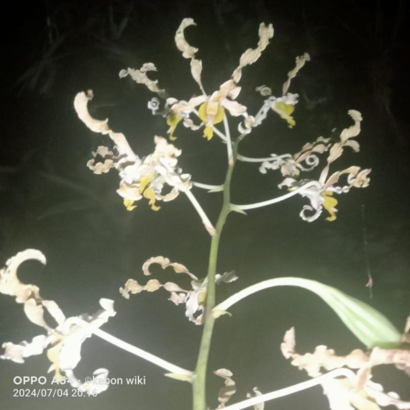 Dendrobium Discolor var Tanimbar dewasa