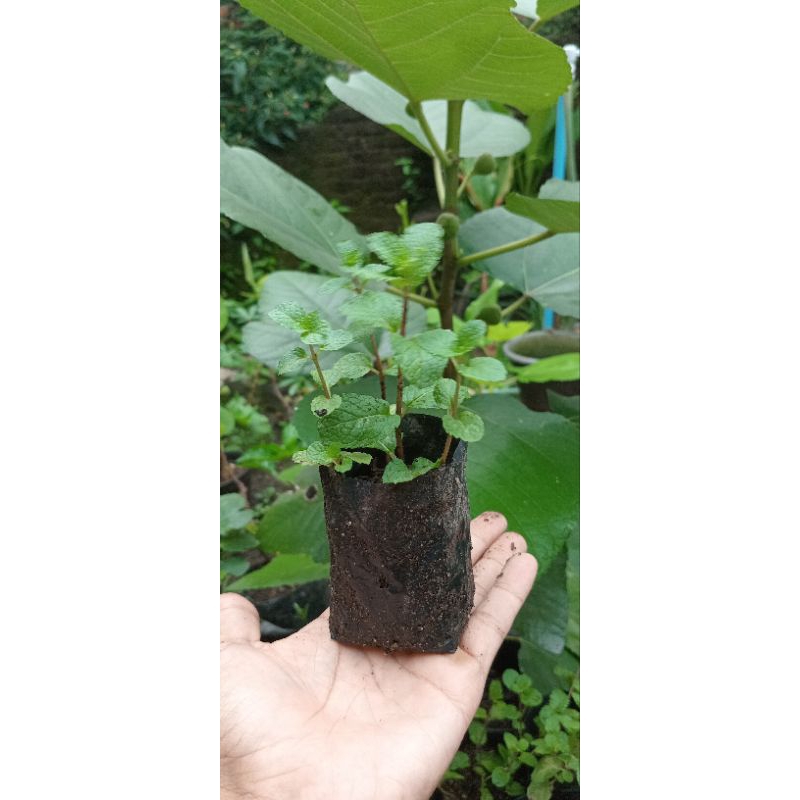 Bibit Daun Mint