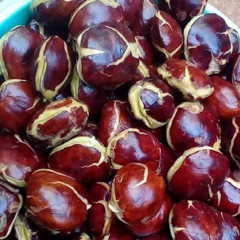 

Jengkol Tua / Jering Mentah/ Jengkol Murah Fresh Berat 500gr